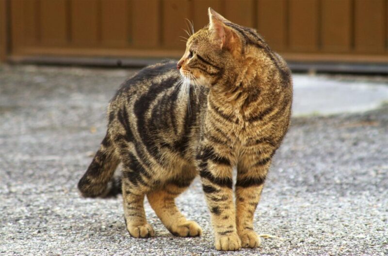 野良猫が来る家運気